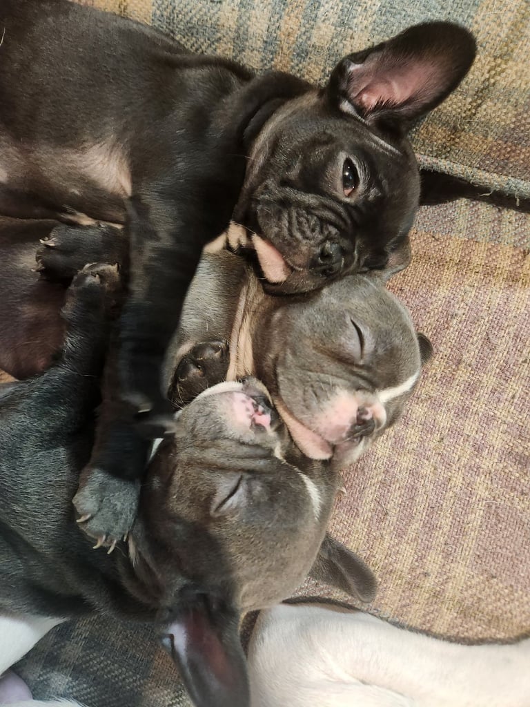 French Bulldog Puppies