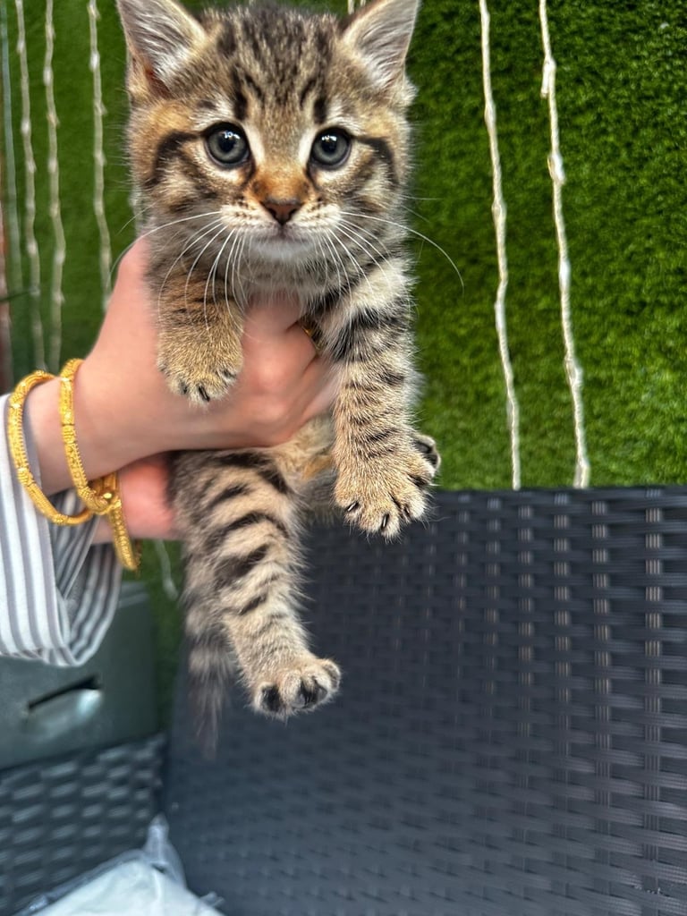 Kittens for sale 