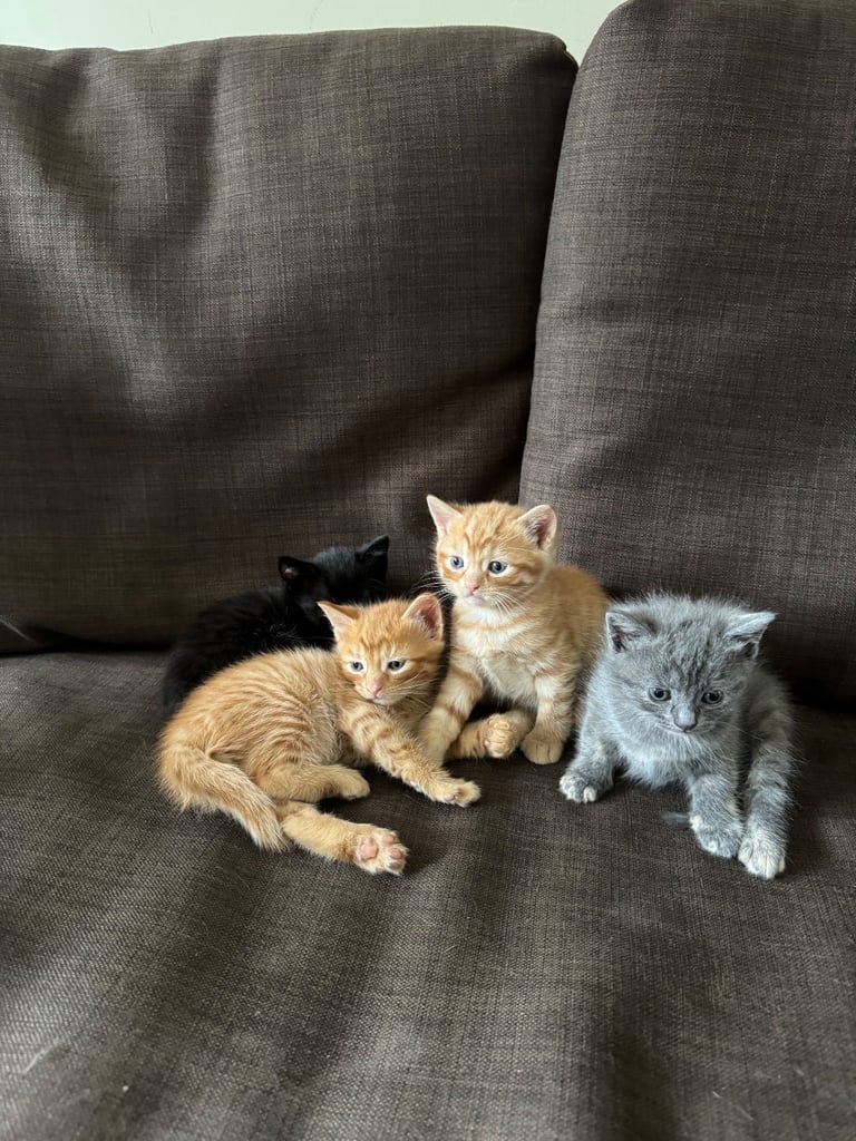 Lovely kittens