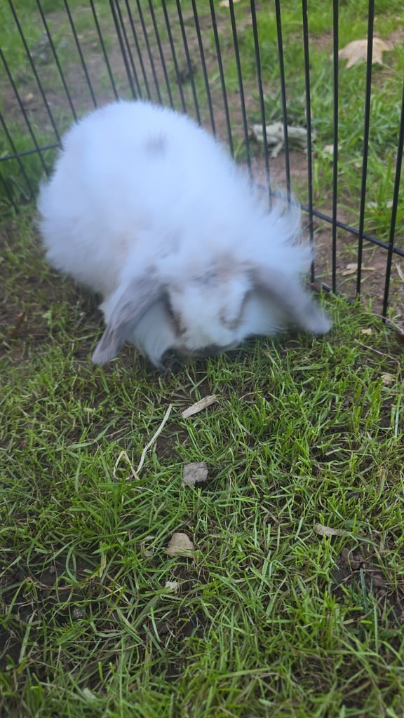 2 female baby rabbits please read description. 