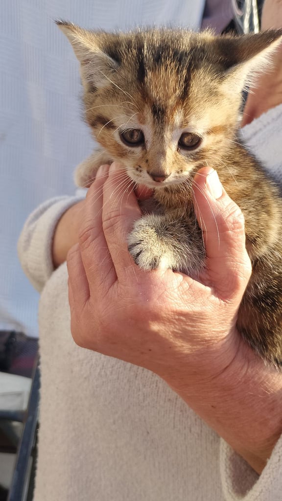9 week old kittens