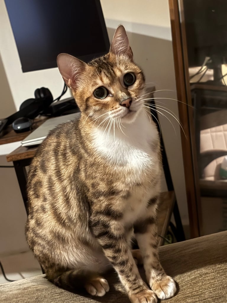 One half bengal kittens looking for a forever home