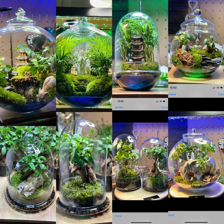 Terrariums Whispering Forest in Southampton, Hampshire Gumtree