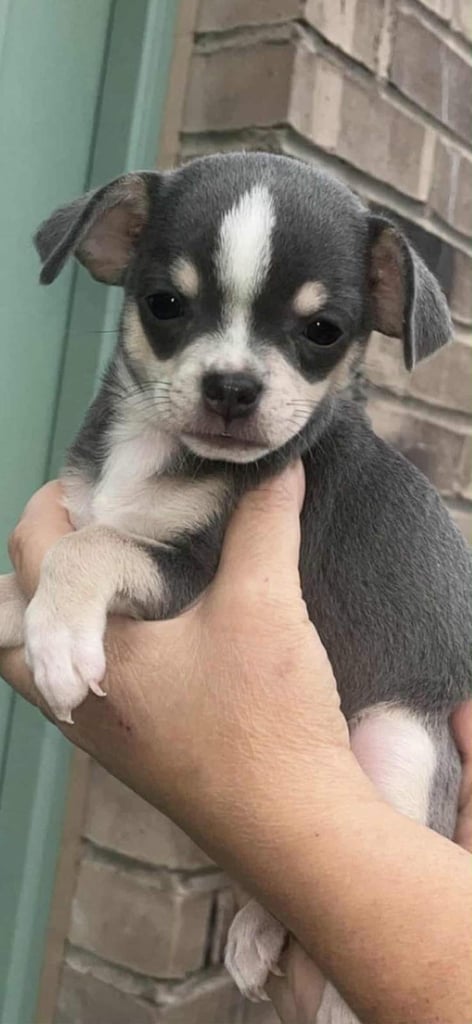 🐾 🩷 Blue Chihuahua Girls – 7 Weeks Old 🐾