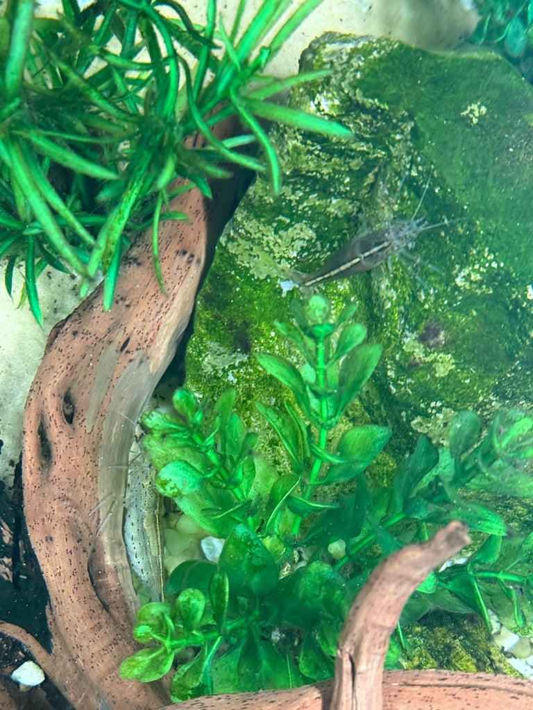 Rehome fish + tank and equipment if wanted