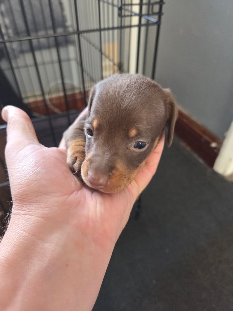 Beatuiful miniature dachshund pups 