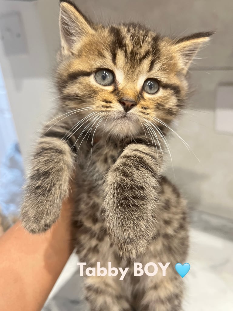 Cats Kittens for Sale in London Gumtree