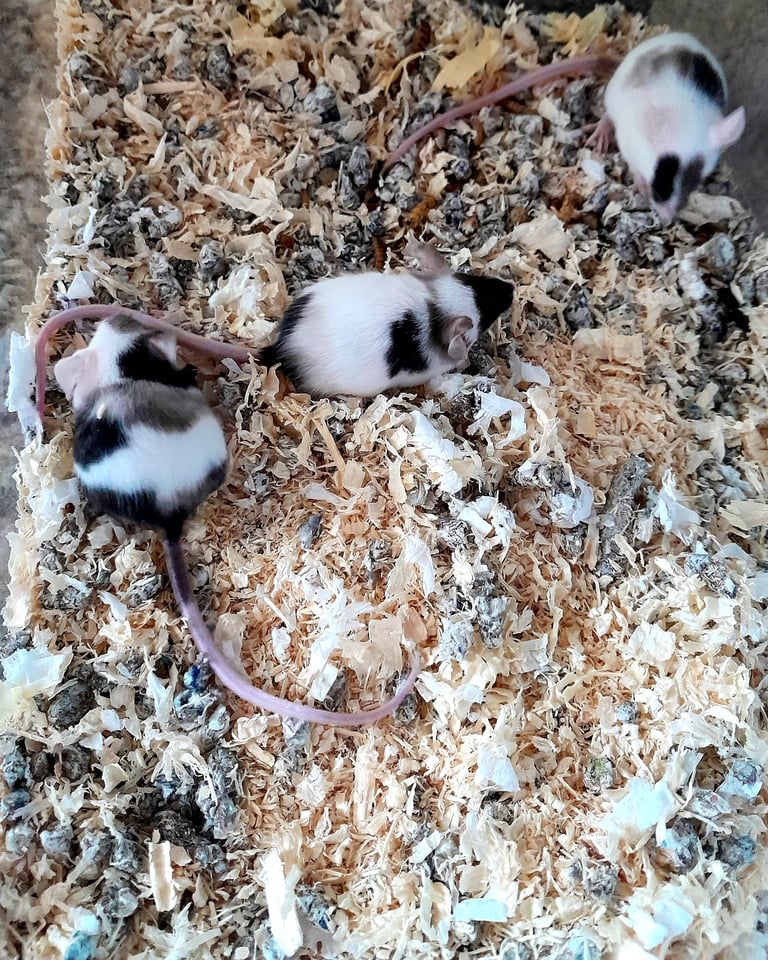 Mice for sale (Bucks)