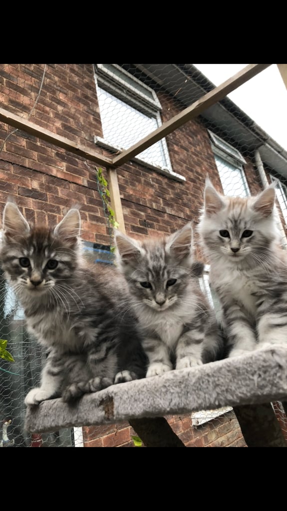Maine coon kittens ready now