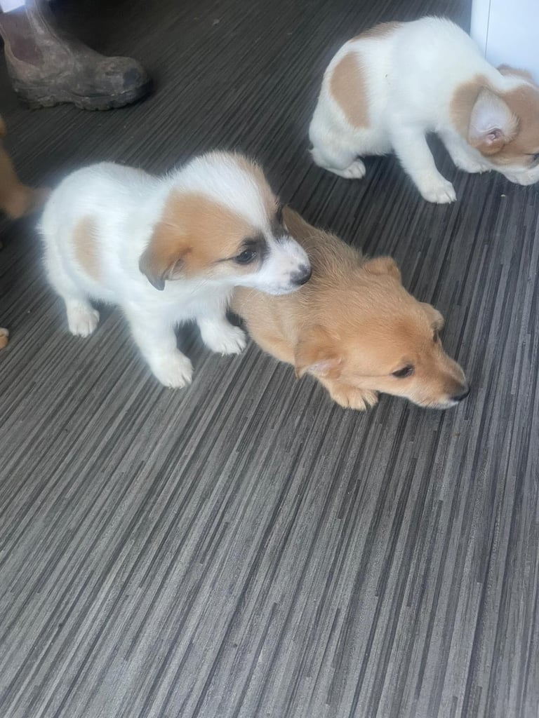 Jack x chihuahua puppies 