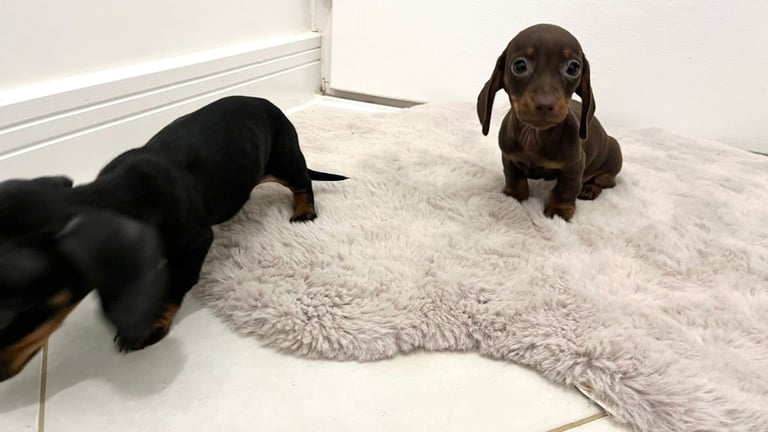 2 Miniature Dachshund Girl Puppies