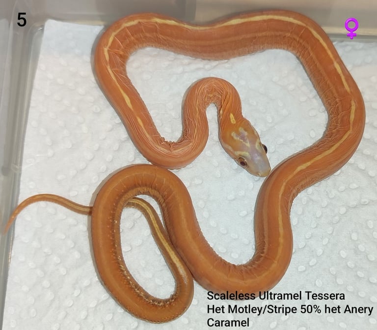 Scaleless Cornsnakes