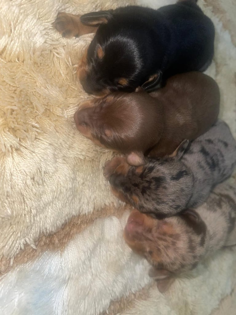 Miniature dachshunds puppies