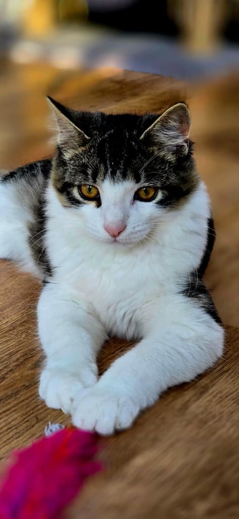 Male British long hair / Maine coon 6 month old - neutered, jabbed etc 