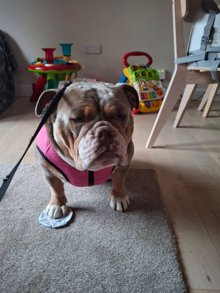 English bulldog rehome