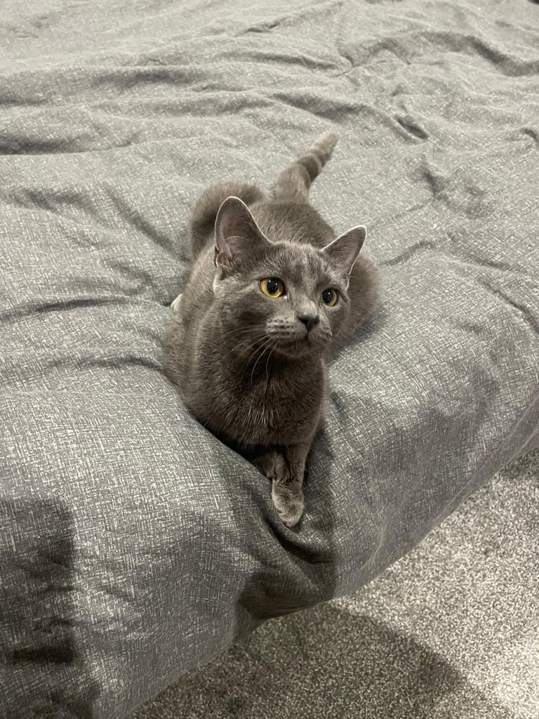 Chratreux 3 month kitten 