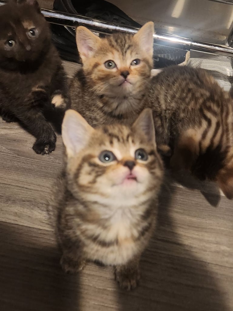 Cute chubby British shorthair kittens
