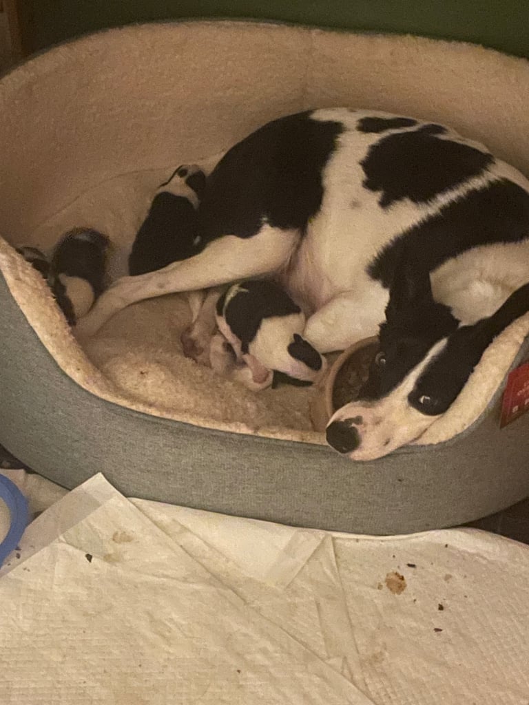 Border collie puppy’s 