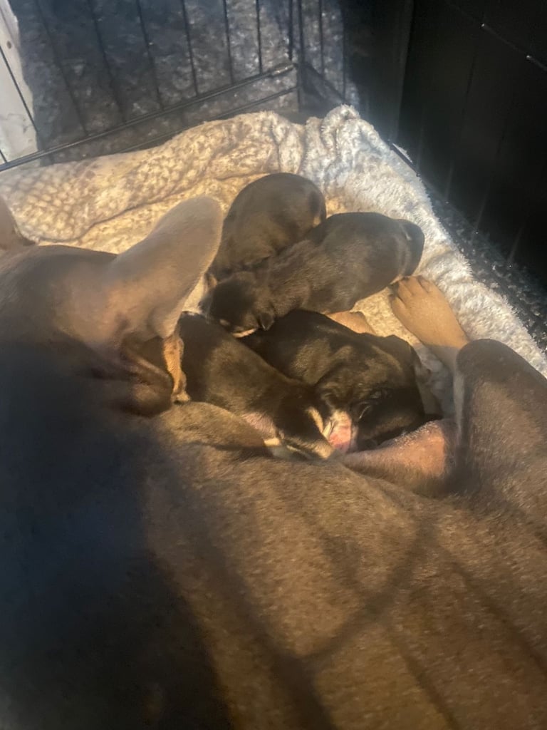 Unique French bullsky