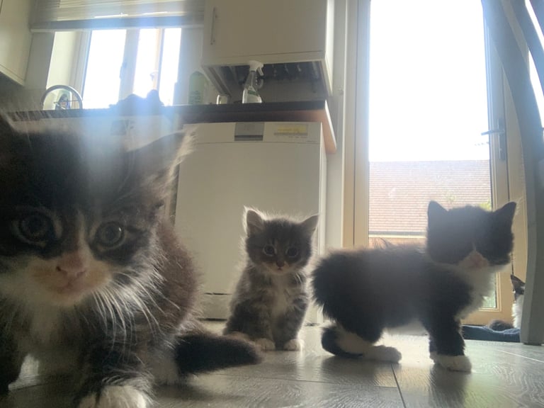 ✨ Norwegian Forest Cat Kittens Available ✨