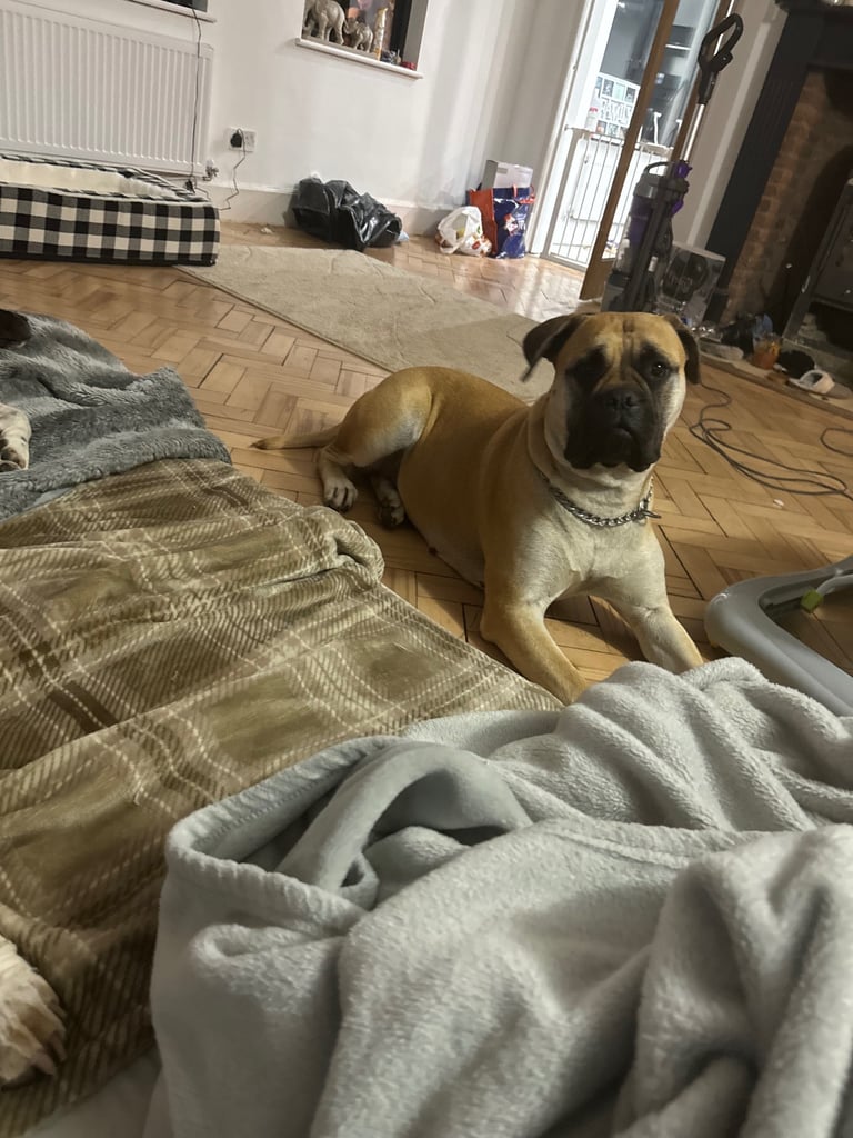 Bullmastiff x American Staff