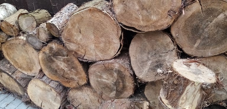 large and small solid tree trunks.