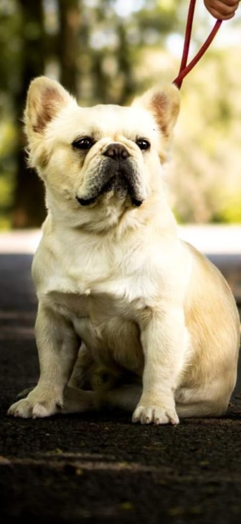 3 year old fluffy frencie male looking for loving home 