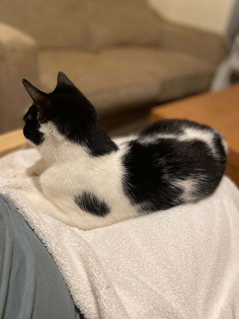 Orea needs a forever home 🏡 