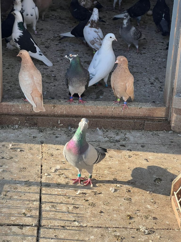 Beautiful pigeons for sale in Edinburgh from £10