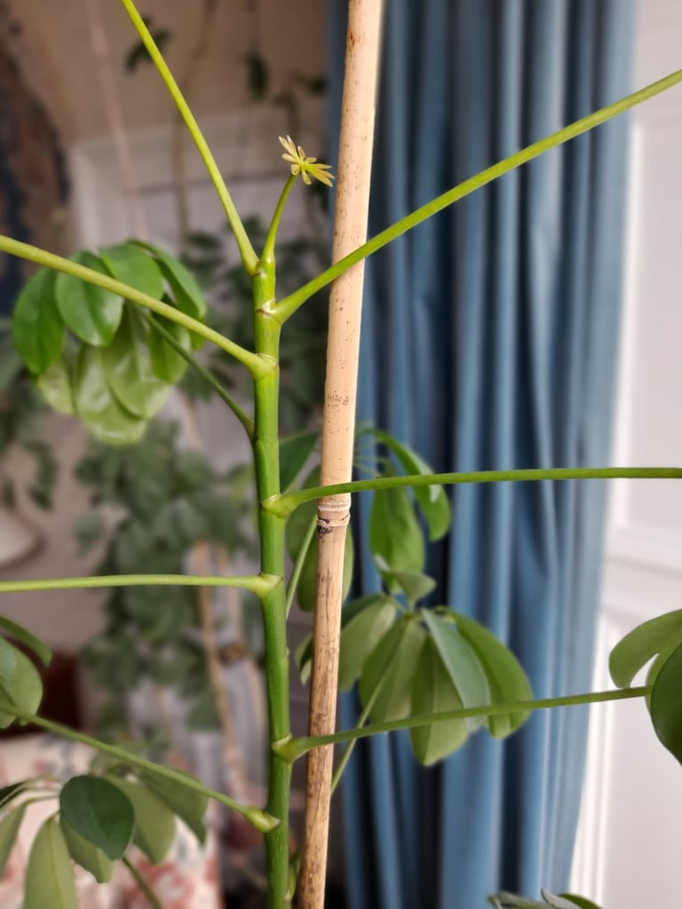 Umbrella Tree Schefflera House Plant 6 Foot/1.8metres Tall