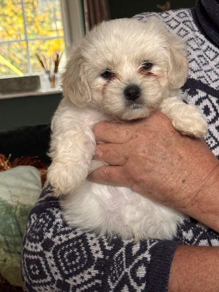 Puppies looking for a good home 