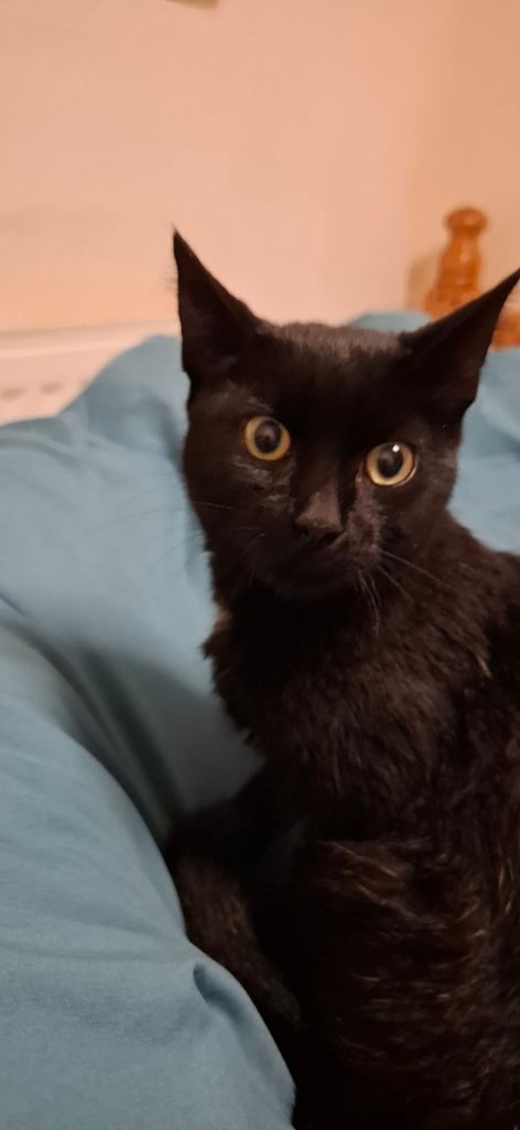 7 month old kitten male 