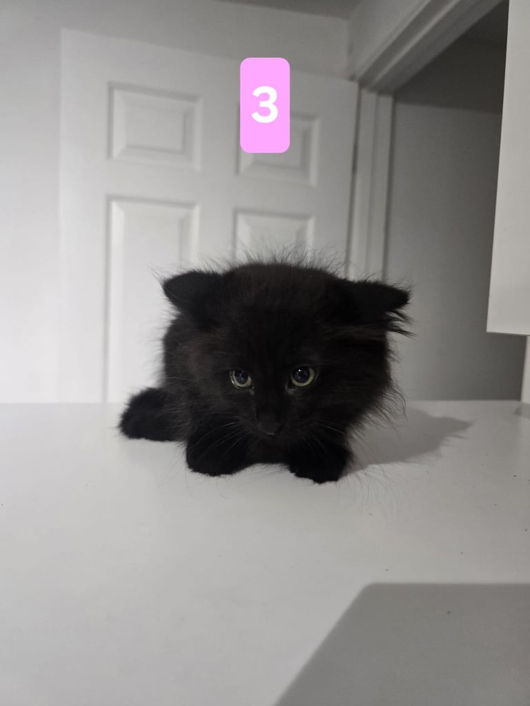 Kittens