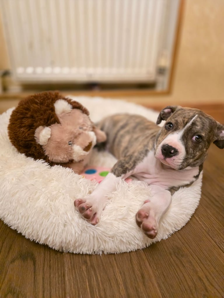 American bulldog puppy boy 