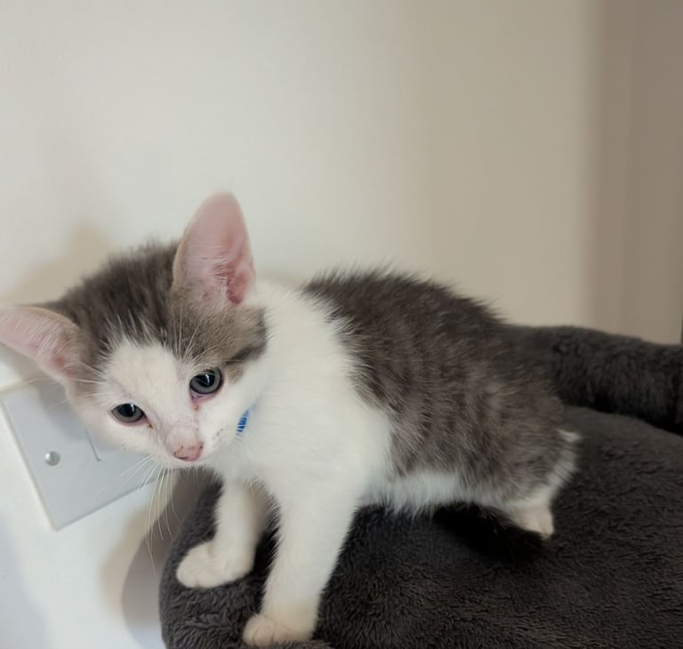 Gorgeous fluffy kittens 