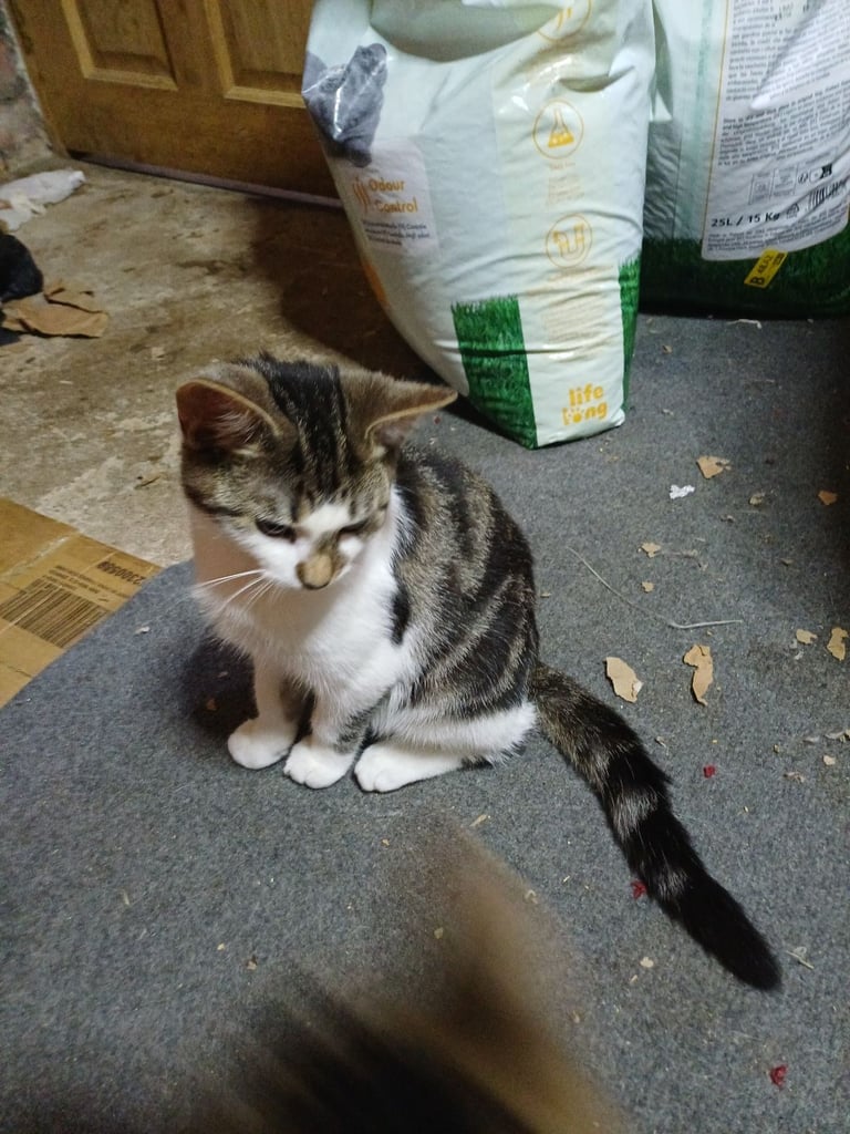 Kitten - ready to go
