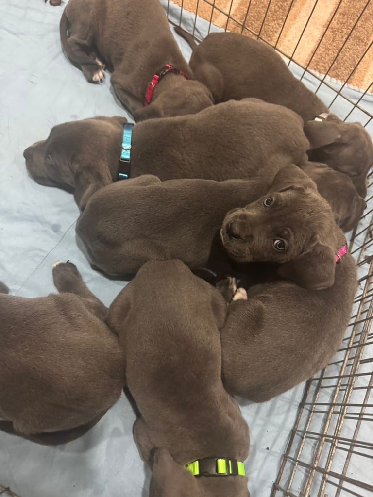 Cane Corso Puppies