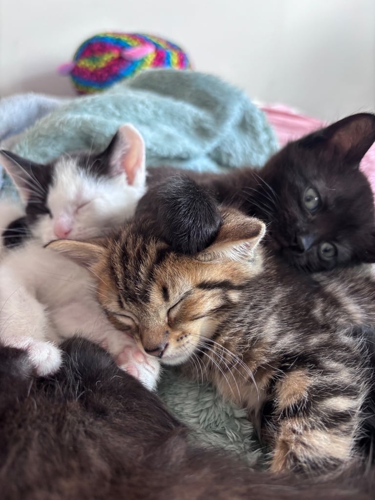 ✨ Sublime Long-Haired Family-Raised Kittens — £300 — Ready Now ✨