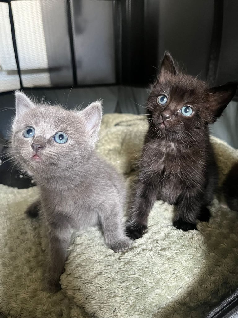 Half ragdoll half British shorthair kittens