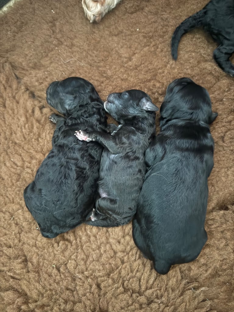 Cockapoo 