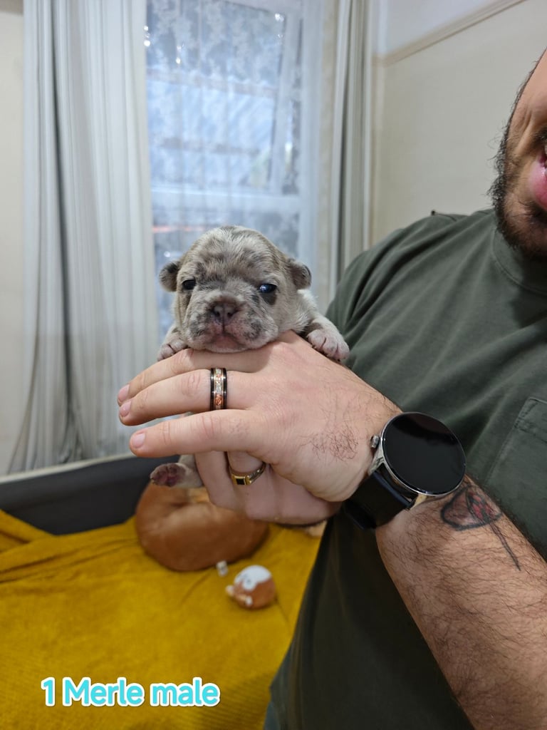 ❤️❤️Unique and beautiful French bulldogs puppies for sale 3 boys and 2 girls🩵🩵