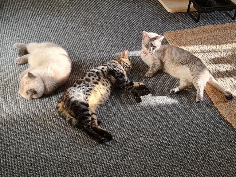 1y Male + Female Bengals to be homed together or separately