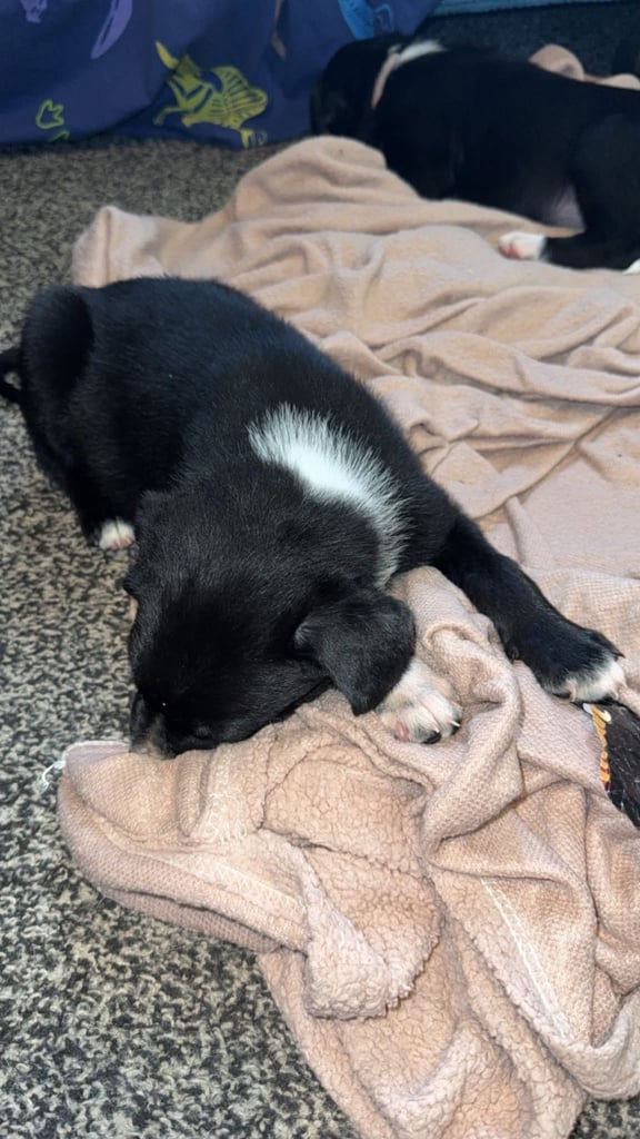 Puppies 