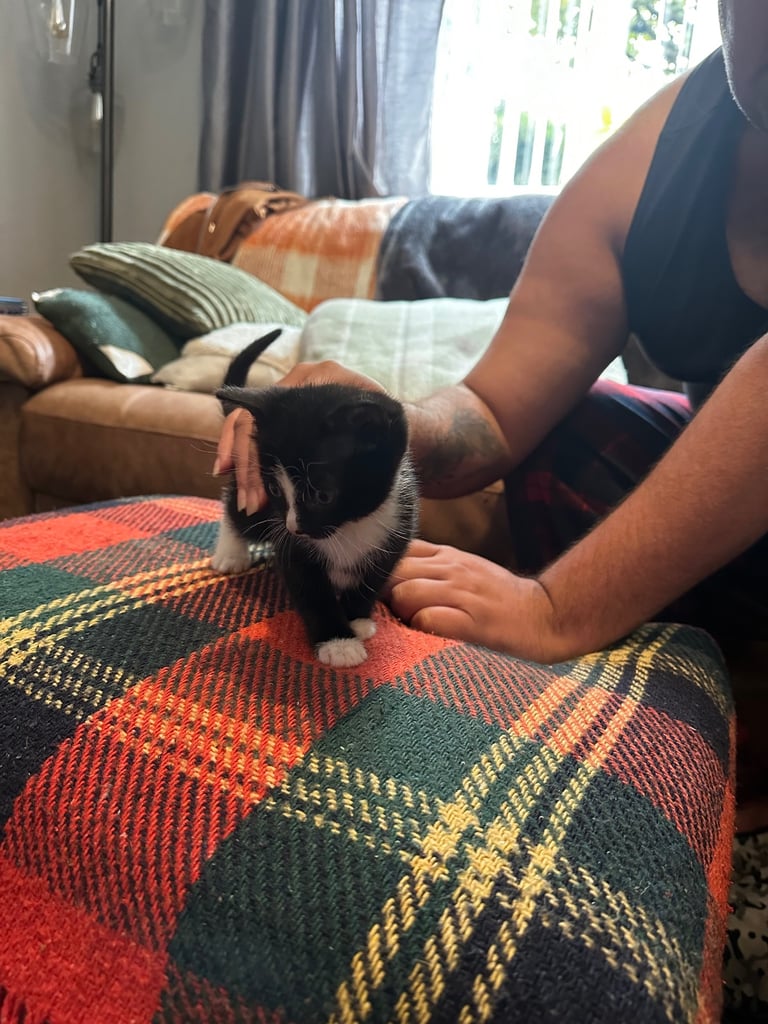 Tuxedo Kittens 🐈‍⬛ 