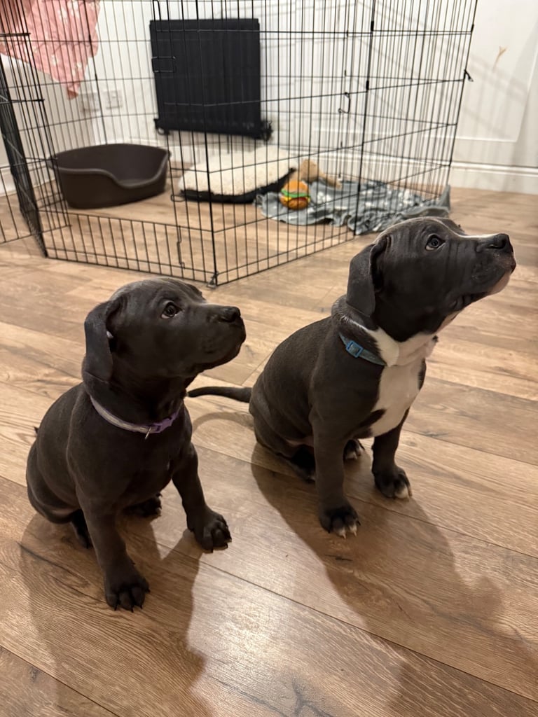 BLUE PUPPIES need a home 