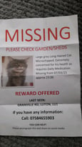 Cat missing 