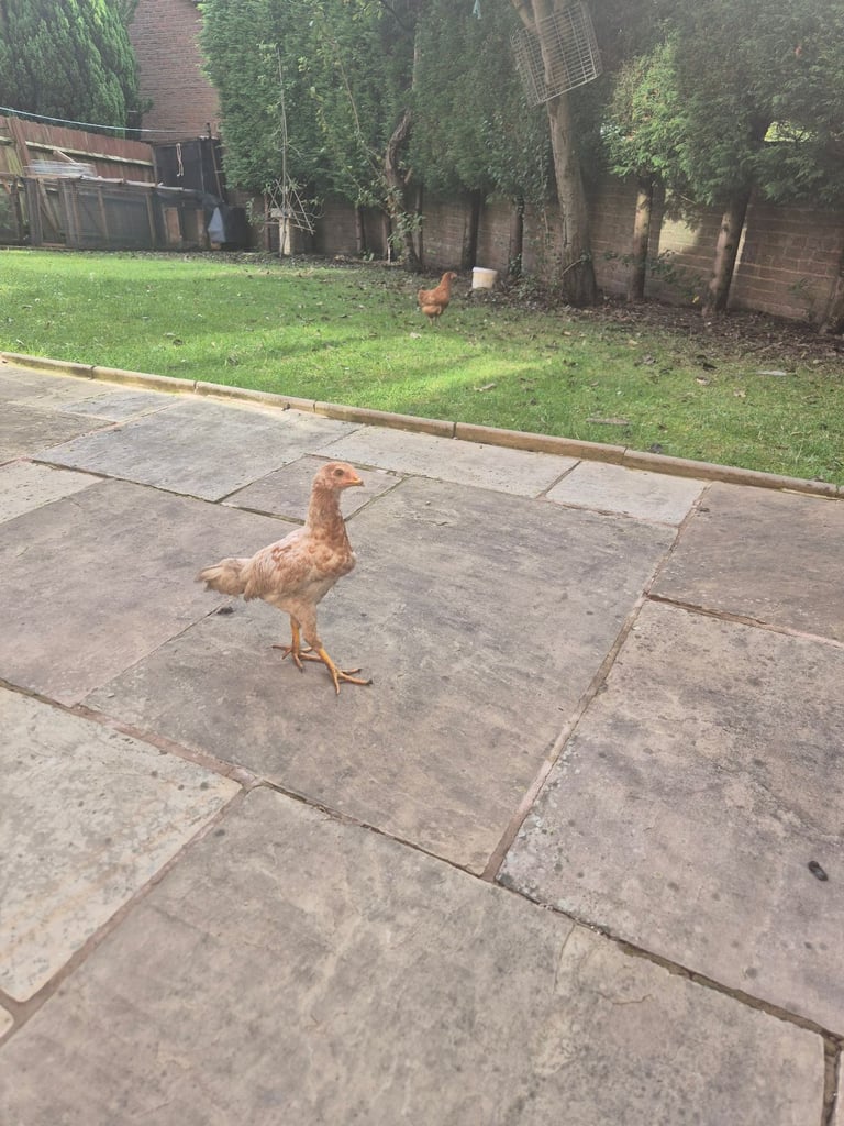 Aseel rooster and various other chicks