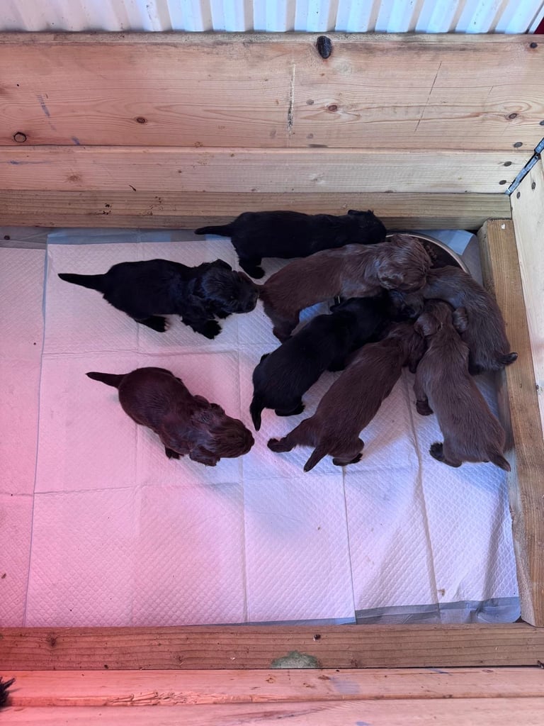 Cocker spaniel puppies  