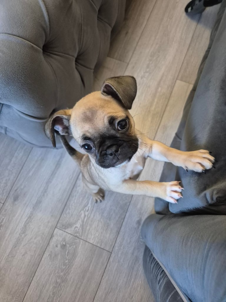 Female puppy 