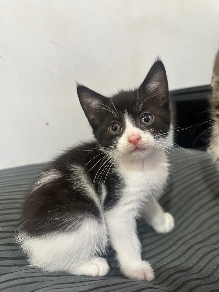 🐾 Adorable Kittens Ready for Their Forever Homes! 🏡